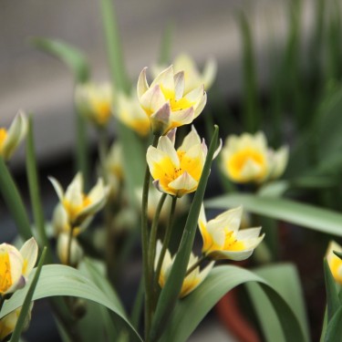 Tulipa bifloriformis 'Starlight'