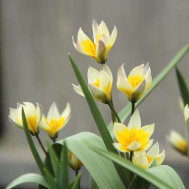 Tulipa bifloriformis 'Starlight'
