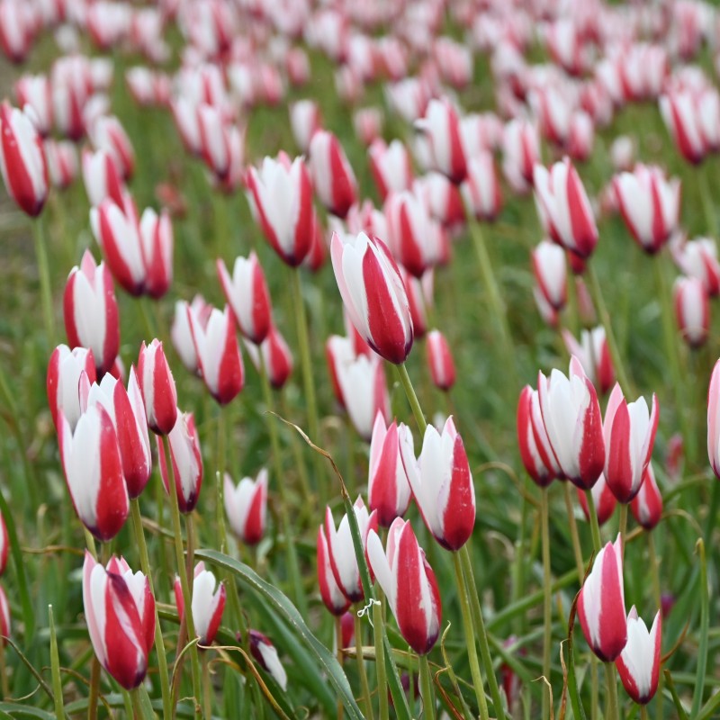Tulipa clusiana