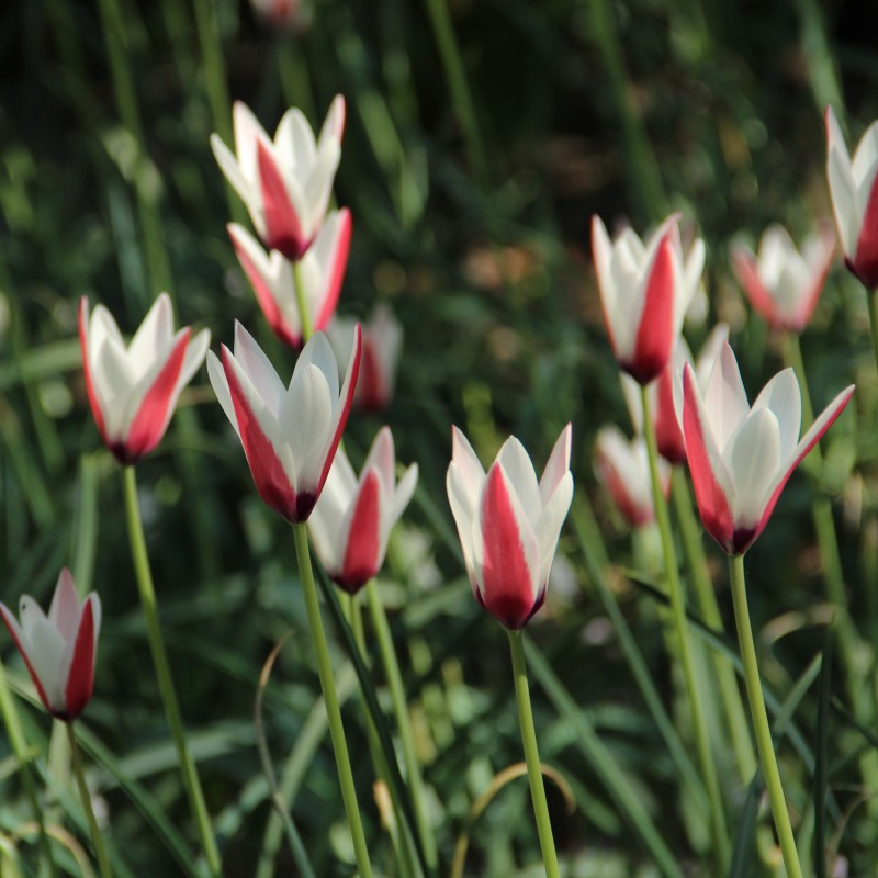 Tulipa clusiana