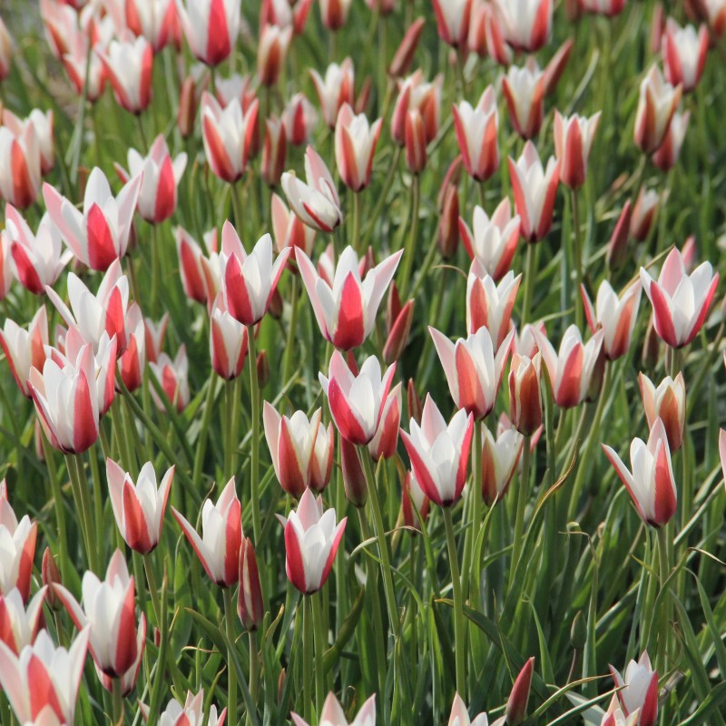 Tulipa clusiana