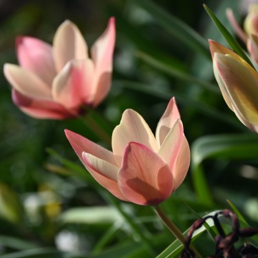 Tulipa clusiana 'Annika'