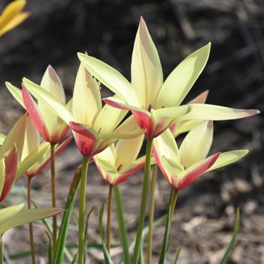 Tulipa clusiana 'Cynthia'