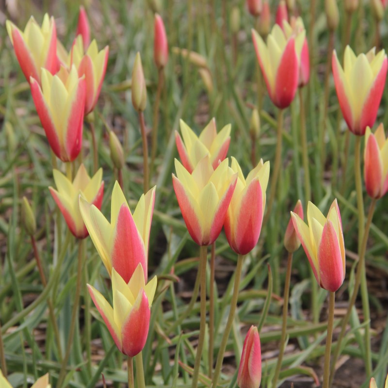 Tulipa clusiana 'Cynthia'