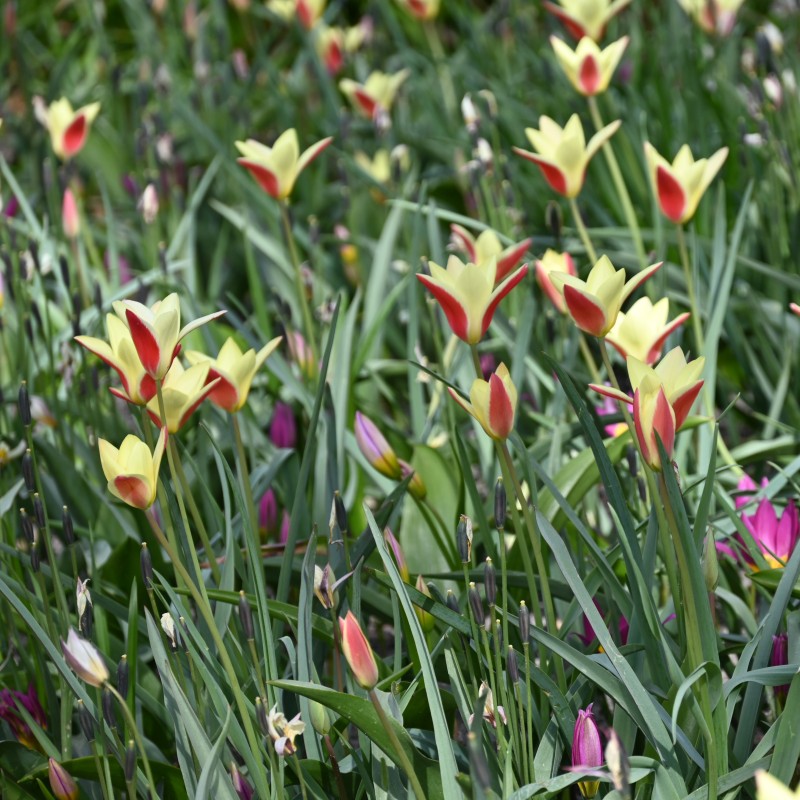 Tulipa clusiana 'Cynthia'
