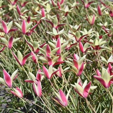 Tulipa clusiana 'Cynthia'
