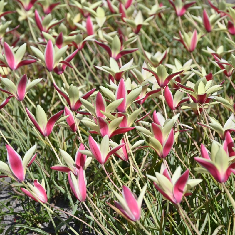 Tulipa clusiana 'Cynthia'