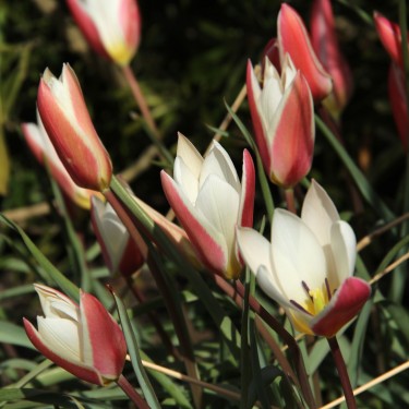 Tulipa clusiana 'Lady Jane'