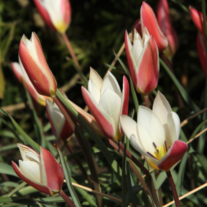 Tulipa clusiana 'Lady Jane'