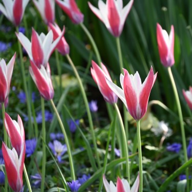 Tulipa clusiana 'Peppermintstick'