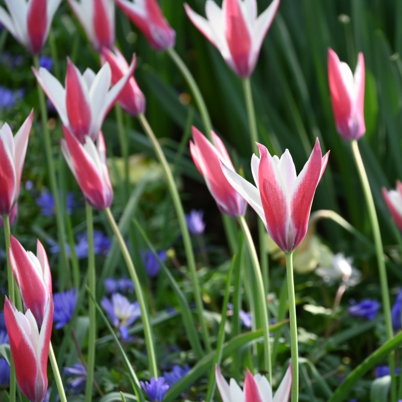 Tulipa clusiana 'Peppermintstick'