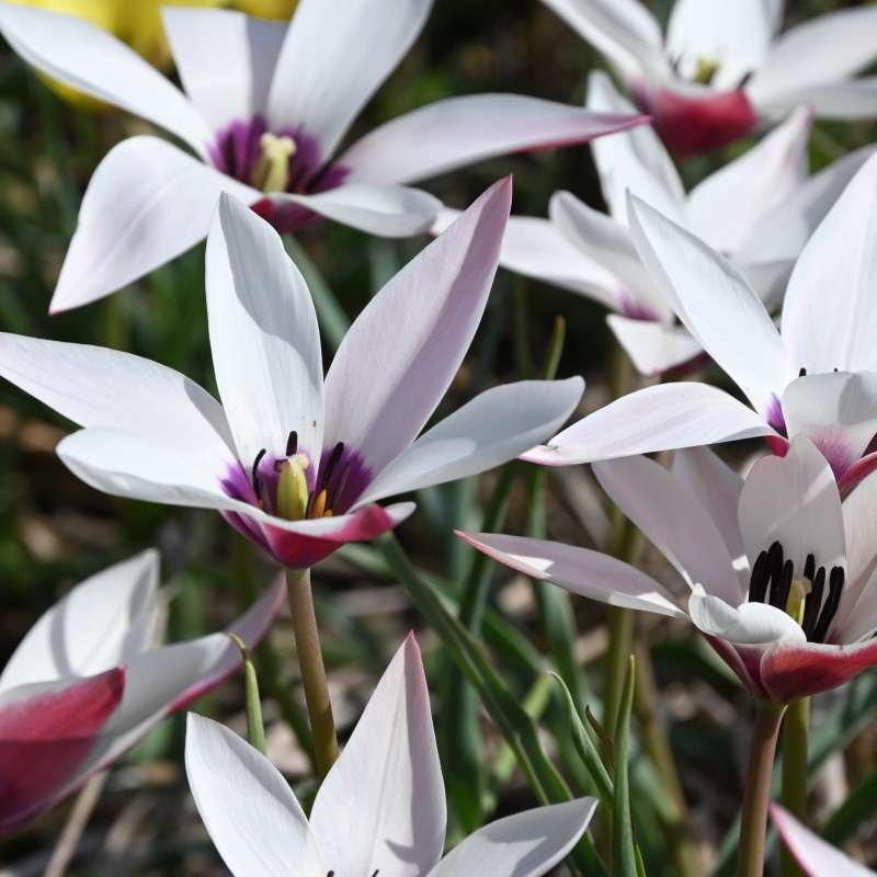 Tulipa clusiana 'Peppermintstick'