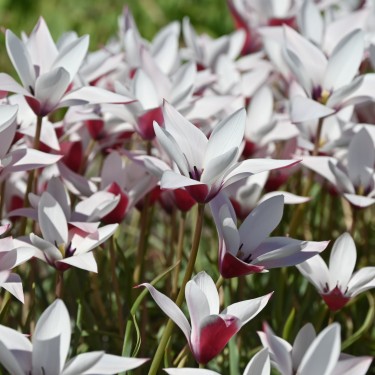 Tulipa clusiana 'Peppermintstick'