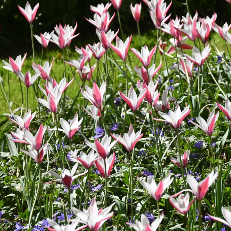 Tulipa clusiana 'Peppermintstick'