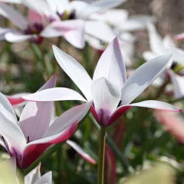 Tulipa clusiana 'Peppermintstick'