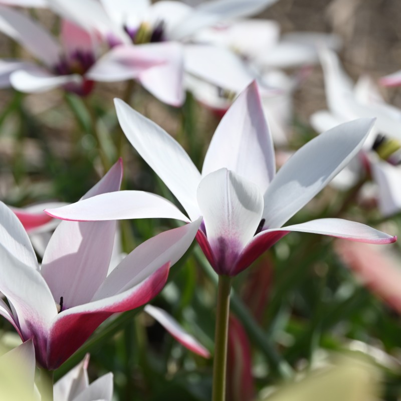 Tulipa clusiana 'Peppermintstick'