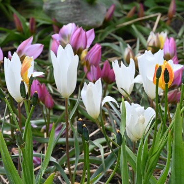 Tulipa clusiana 'Sylvia'