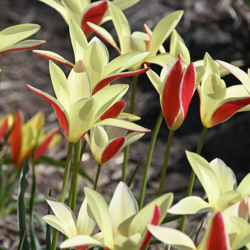 Tulipa clusiana 'Tinka'