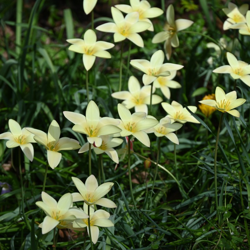 Tulipa clusiana 'Tinka'