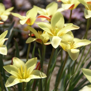 Tulipa clusiana 'Tinka'