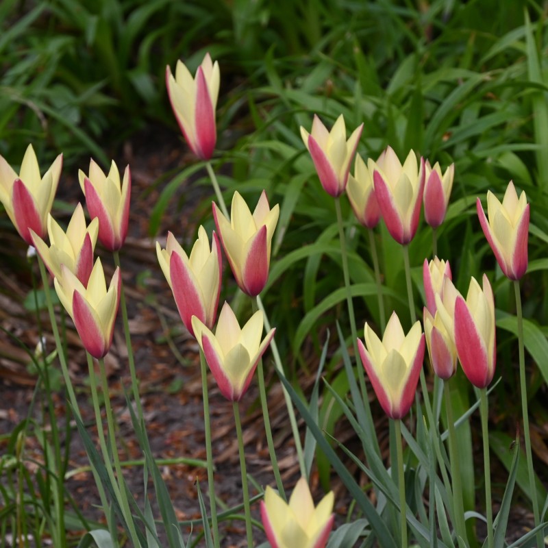 Tulipa clusiana 'Tinka'
