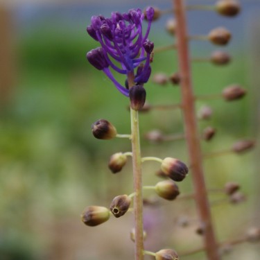 Leopoldia caucasica
