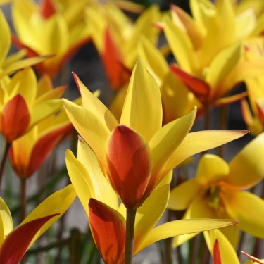 Tulipa clusiana var chrysantha 'Tubergens Gem'