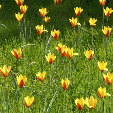 Tulipa clusiana var chrysantha 'Tubergens Gem'