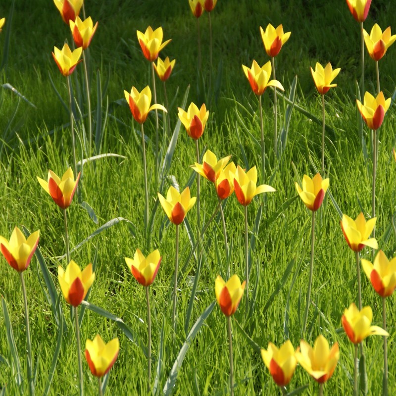 Tulipa clusiana var chrysantha 'Tubergens Gem'