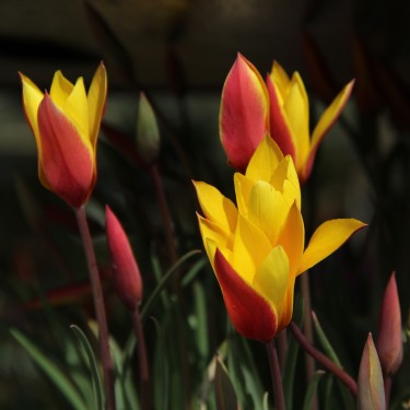 Tulipa clusiana var chrysantha 'Tubergens Gem'