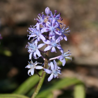 Scilla (Schnarfia) messenaica