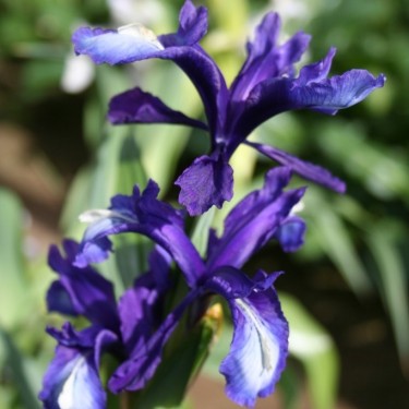 Iris aucheri - a clone of indigo colour -
