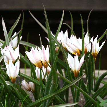 Tulipa cretica 'Chania'