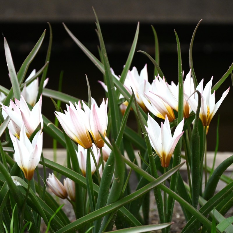 Tulipa cretica 'Chania'