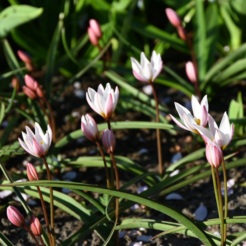 Tulipa cretica 'Hilde'
