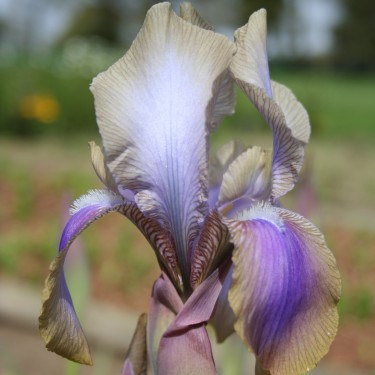 Iris hoogiana 'Hippolyta'