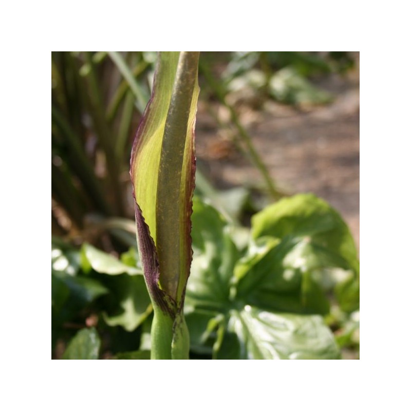 Arum rupicola var. rupicola