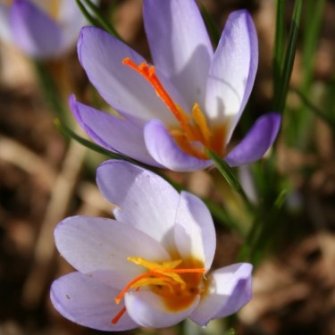 Crocus violaceus