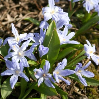 Scilla (syn. Chionodoxa) X 'Zwanenburg'
