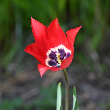 Tulipa didieri