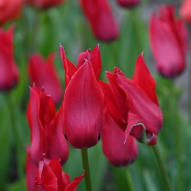 Tulipa didieri
