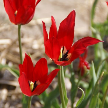 Tulipa didieri