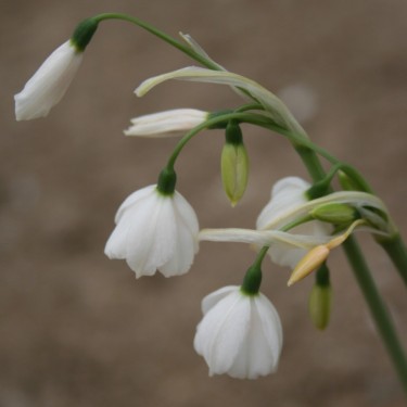 Acis ionica  ssp. vlorense
