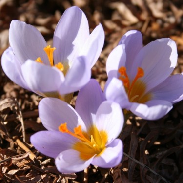 Crocus sieberi ssp. atticus 'Amfiklia'
