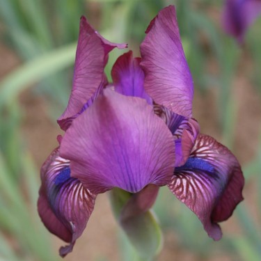 Iris RC 'Theseus'
