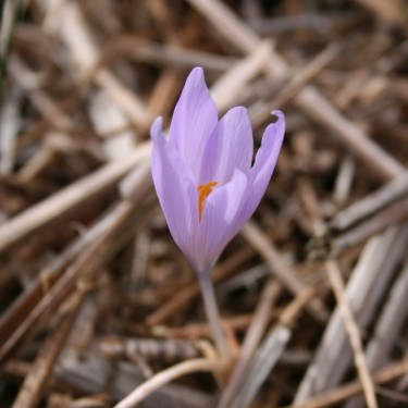 Crocus pallasii ssp. turcicus
