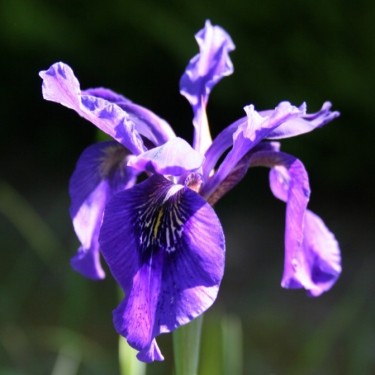 Iris leptophylla