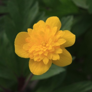Anemone ranunculoides 'Dagö'