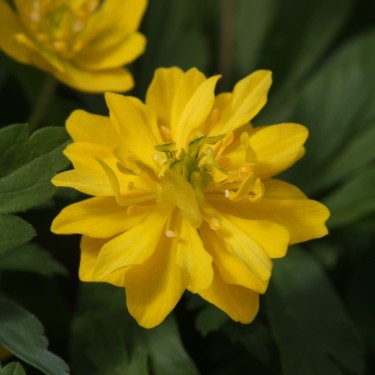 Anemone ranunculoides 'Kiduspe'