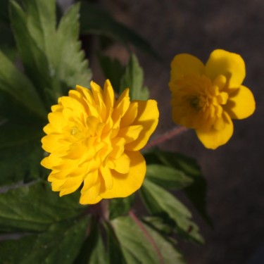 Anemone ranunculoides 'Muku'